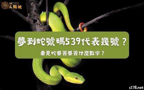 動物代表號碼|539鳥是幾號？代表著什麼？一篇帶你找出開獎號碼！